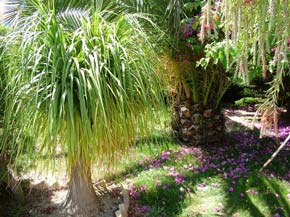 Cyprus garden