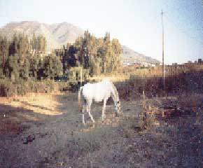 Horse